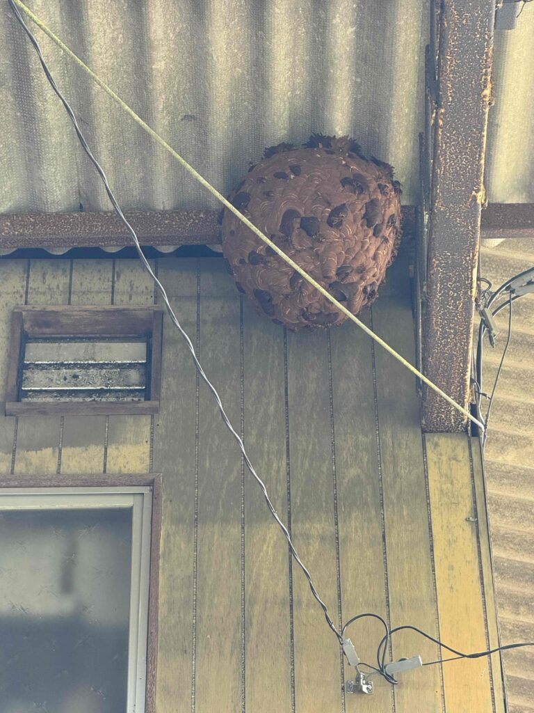 蜂の巣撤去