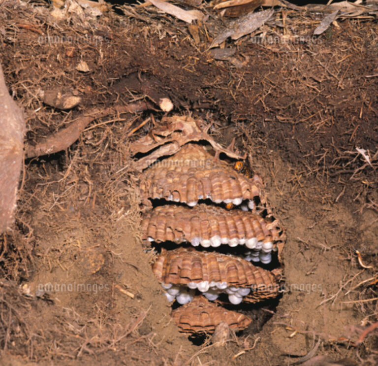 蜂の巣撤去