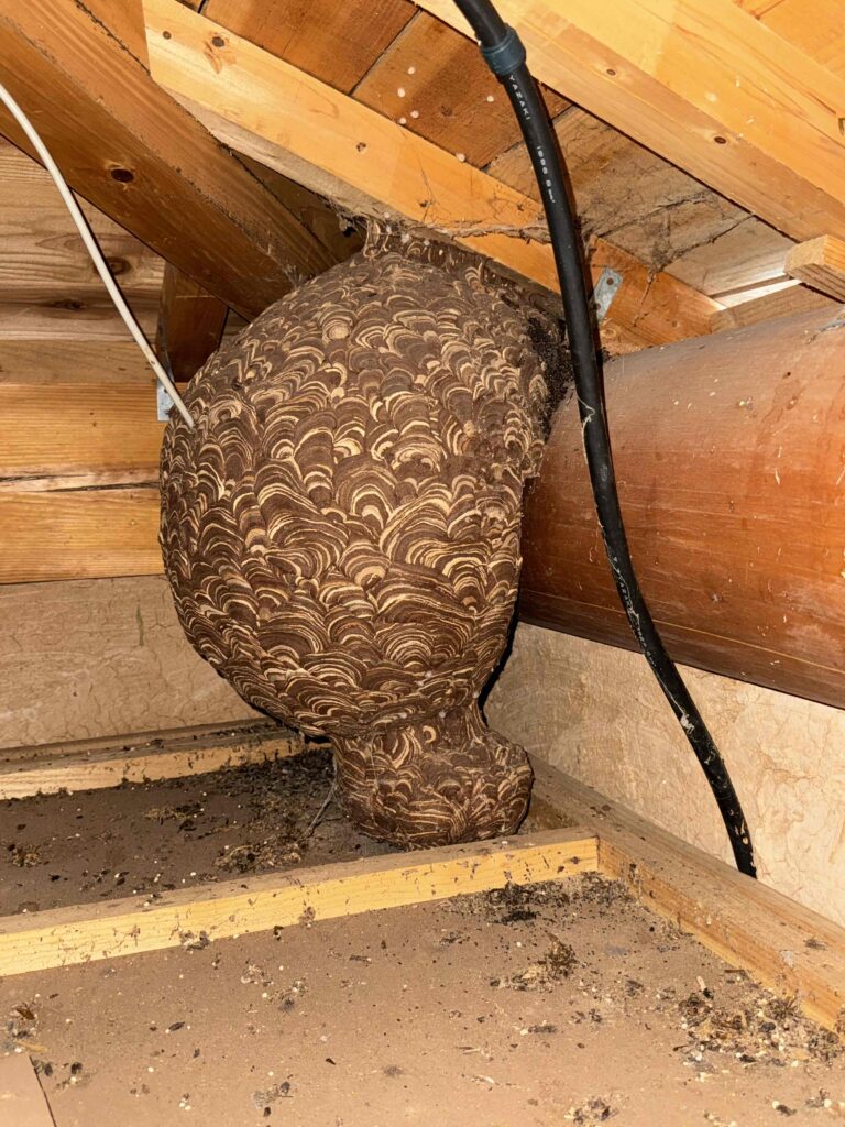 蜂の巣撤去
