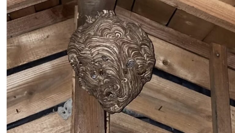 蜂の巣撤去
