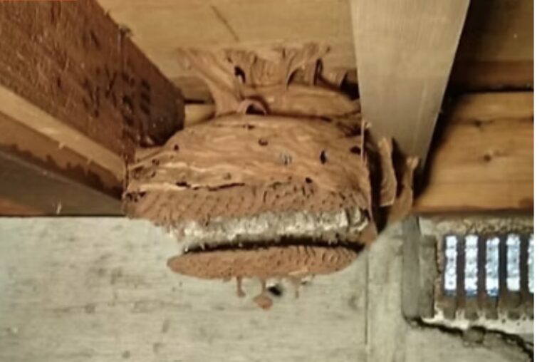 蜂の巣撤去
