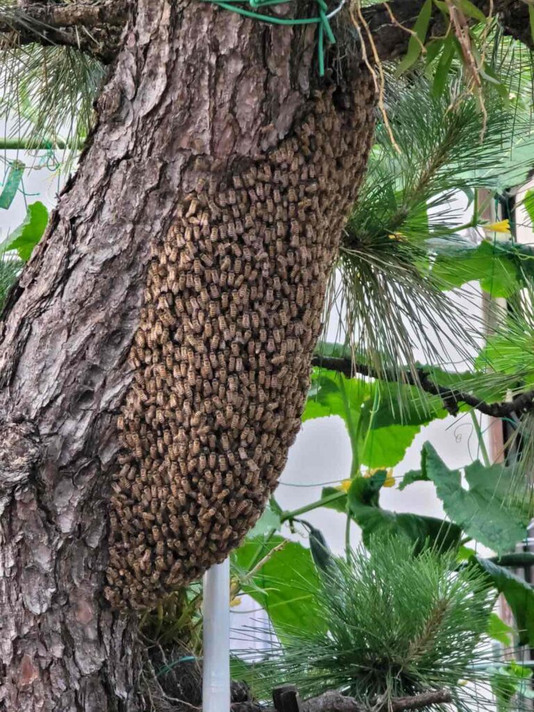 蜂の巣撤去